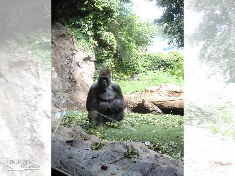 Ein Gorilla im Loro Park