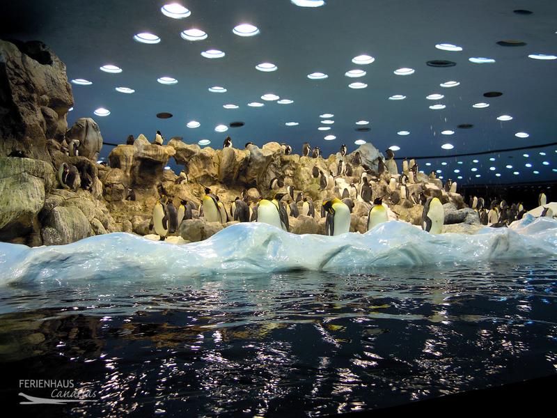 PLanet Penguin im im Loro Park