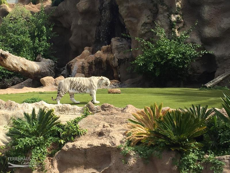 Ein weißer Tieger im Loro Park