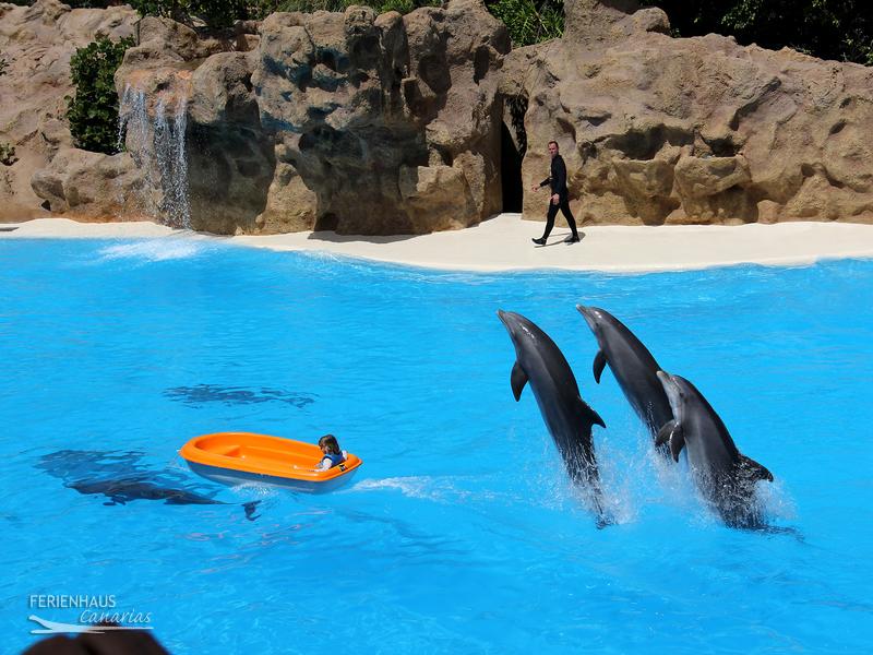 Delfine im im Loro Park