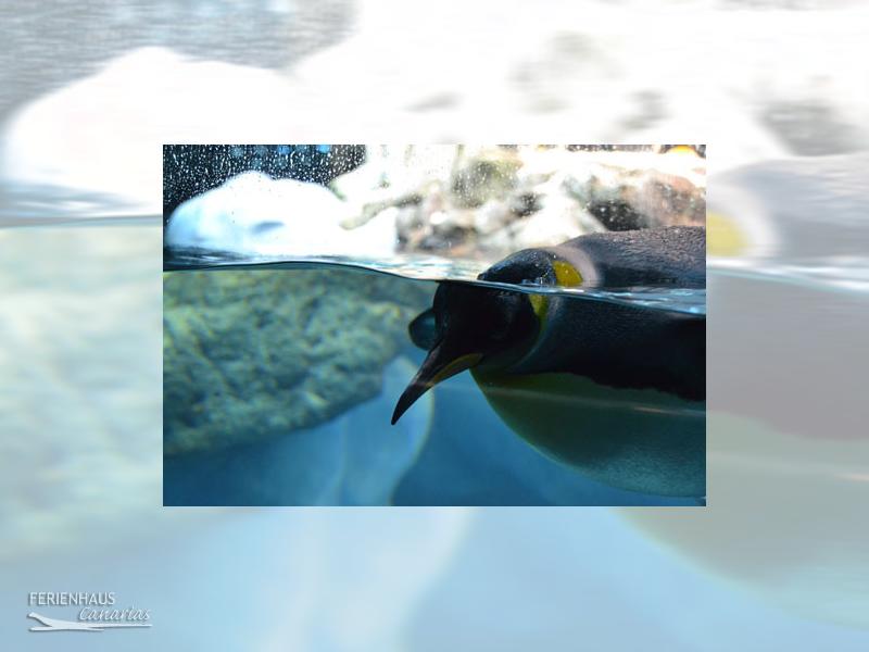 Ein Pinguin unter Wasser im Loro Park