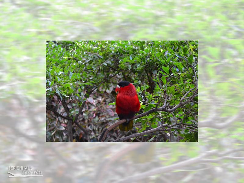 Ein roter Papagei auf dem Baum im Loro Park