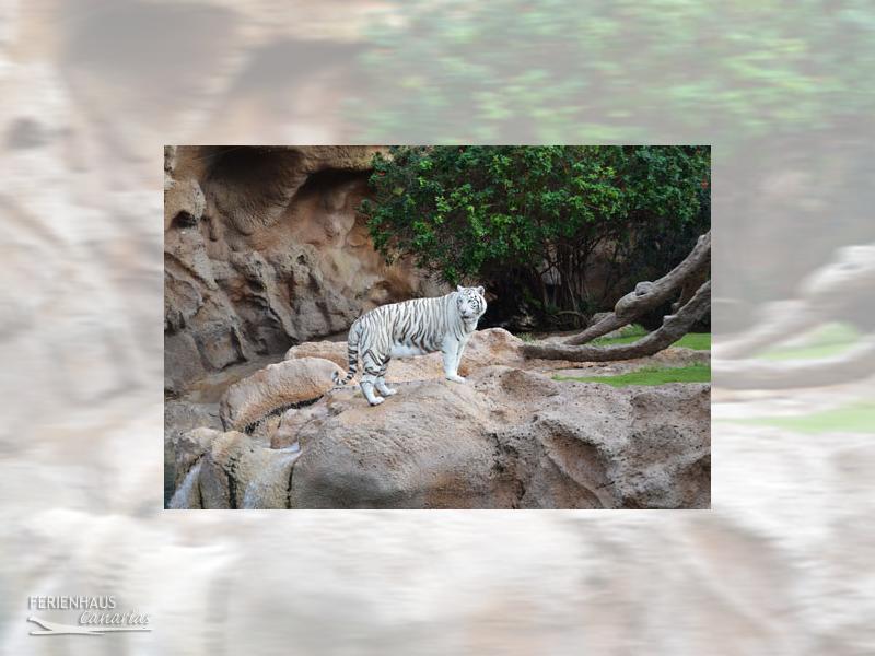 Der weiße Tieger im Loro Park