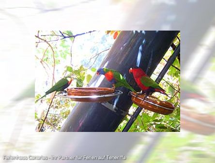 Teneriffa | Besuch im Loro Parque: Discovery Tour