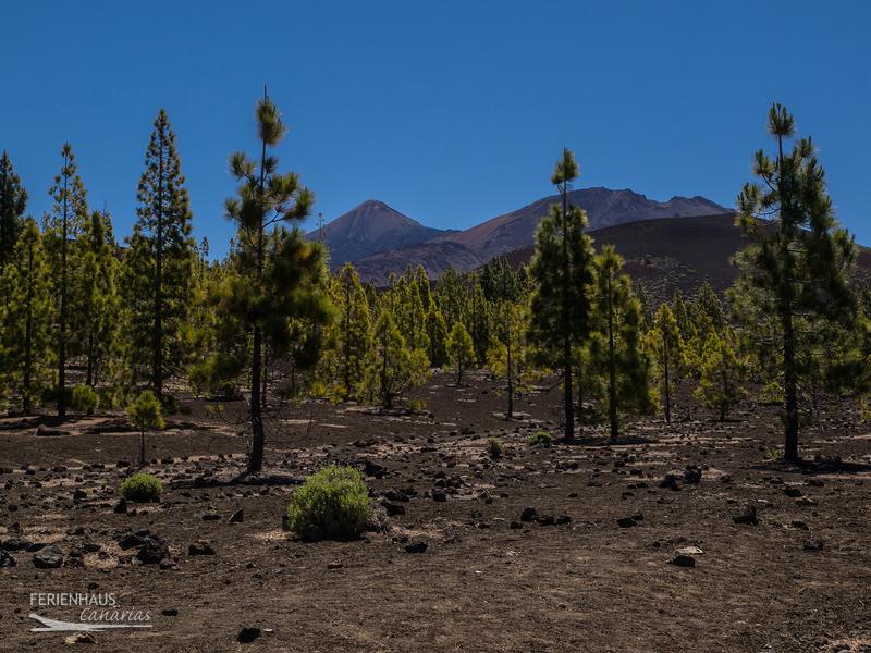 Parque Nacional del Teide Parque Nacional del Teide