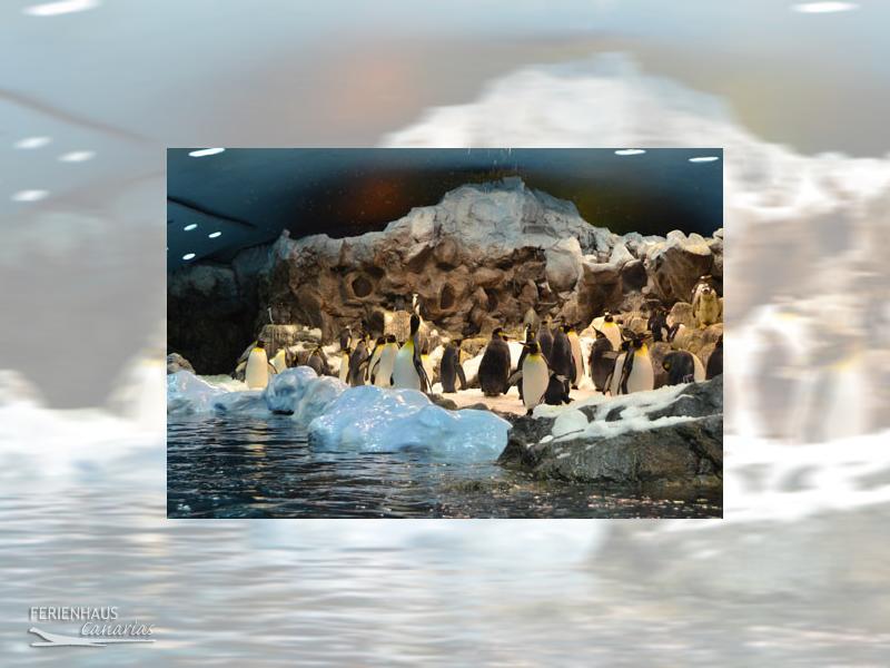 Pinguine im Loro Park