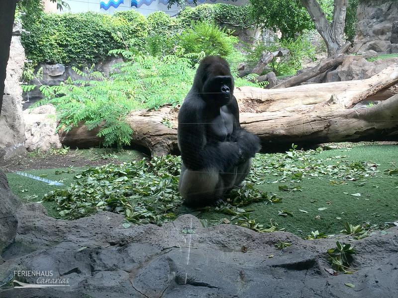 Ein Orangutan im Loro Park