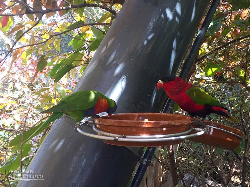 2 Papagein im Loro Park