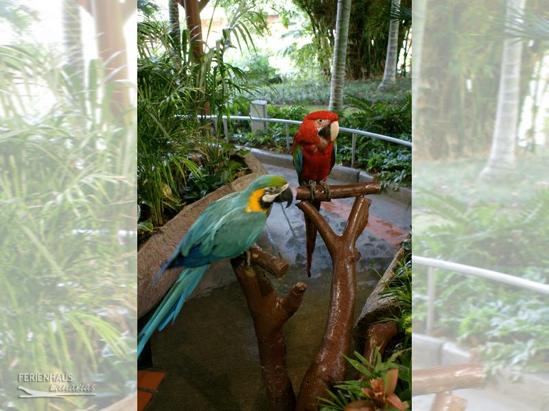 Papageien im Loro Park