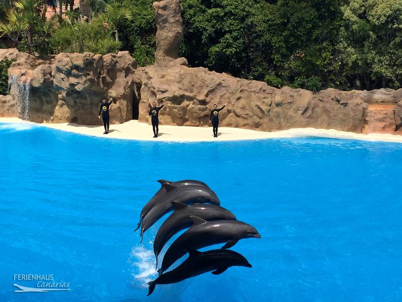 Desfine im Loro Park