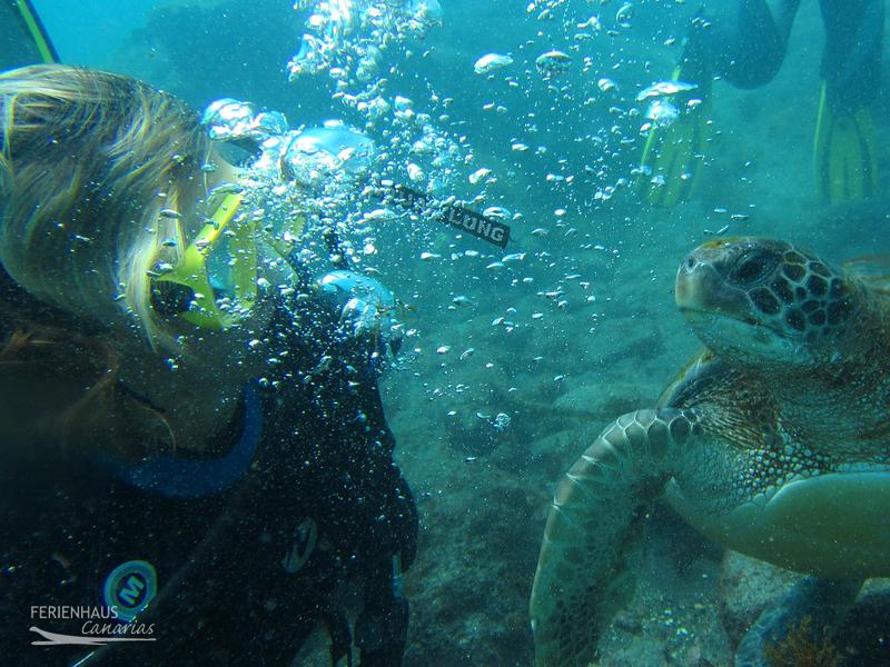 Tauchen auf Teriffa Tauchen auf Teriffa