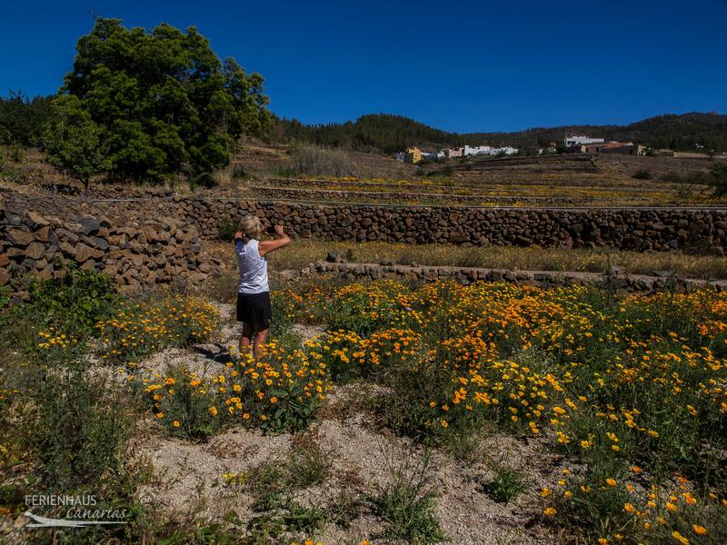 Eine Wanderin in einer Goldmohn-Wiese