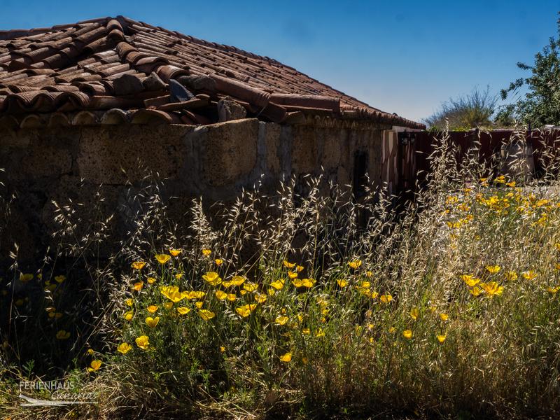 Blumenwiese - Goldmohn in Villa Flor