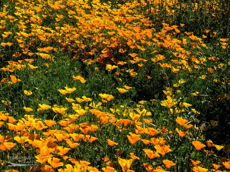 Goldmohnwiese auf Teneriffa