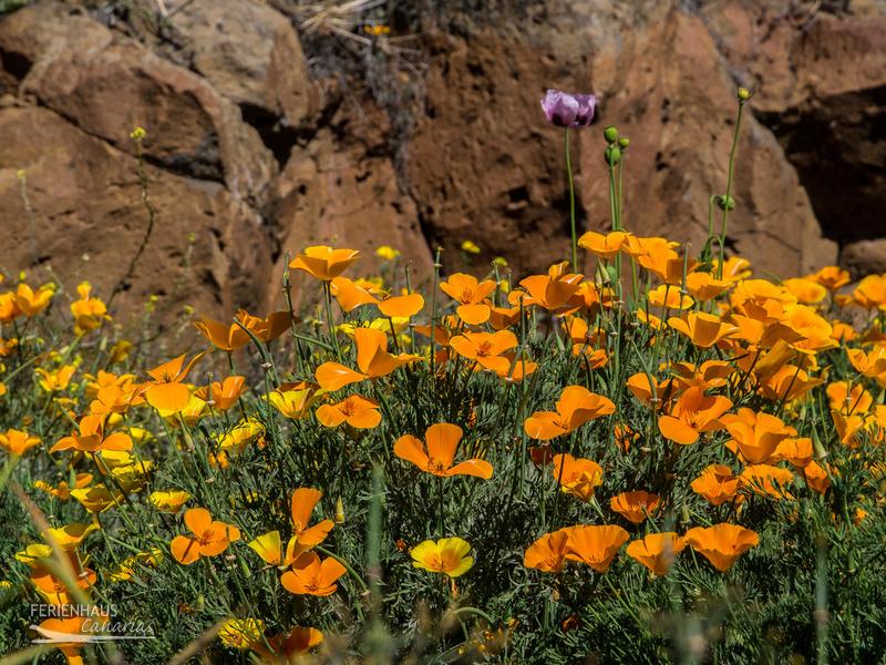 Goldmohnblüte in Fasnia