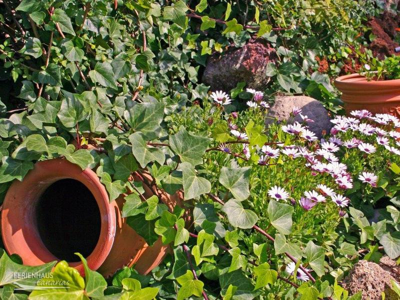 Blühender Garten auf Teneriffa