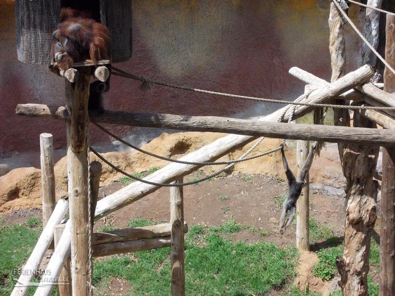 Jungel Park + Aquilla Park