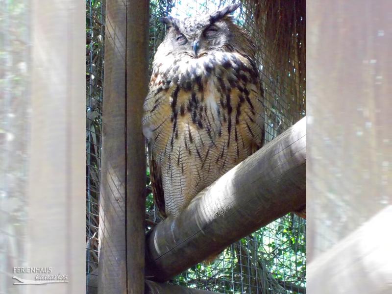 Jungel Park + Aquilla Park