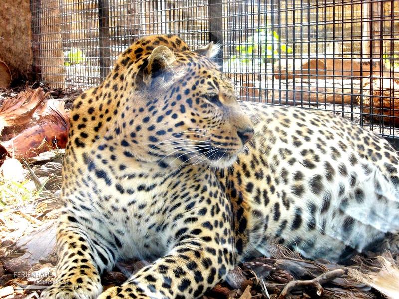 Jungel Park + Aquilla Park