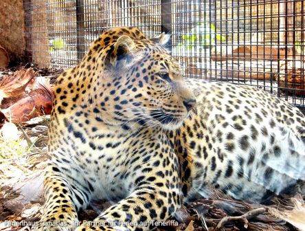 Parque Las Áquilas | Dschungelpark auf Teneriffa
