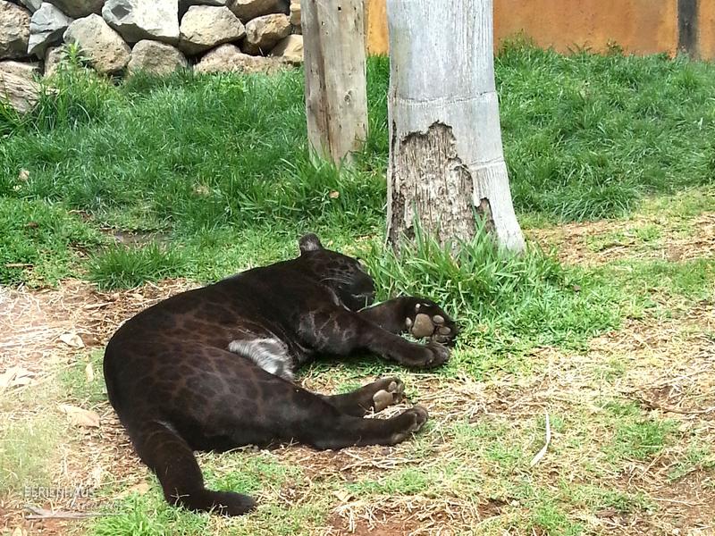 Raubkatze im Jungel Park + Aquilla Park