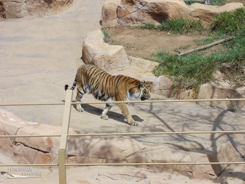 Jungel Park + Aquilla Park