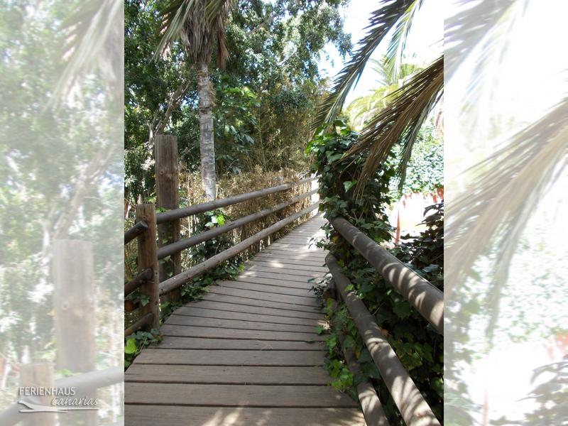 Jungel Park auf Teneriffa