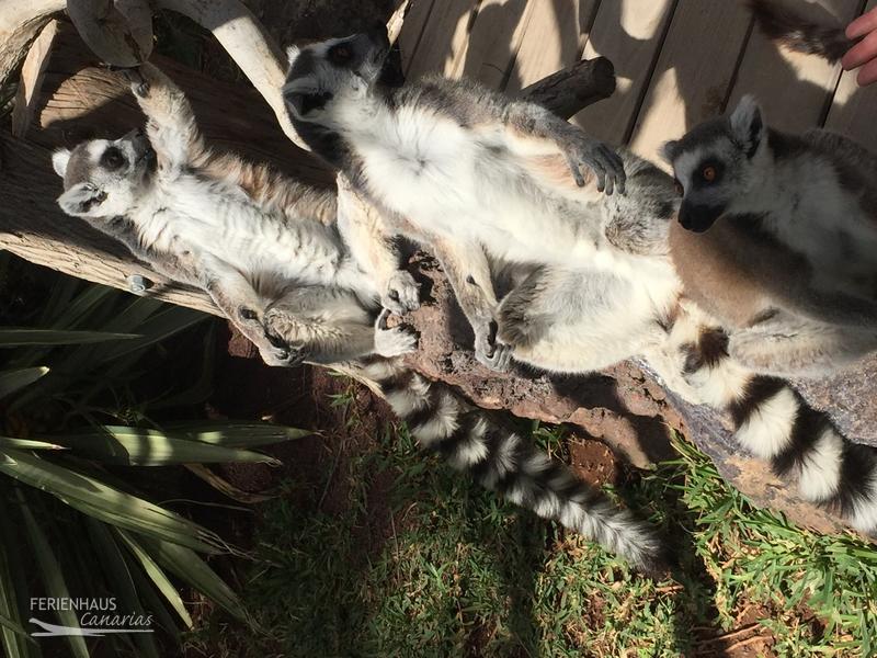 Jungel Park + Aquilla Park