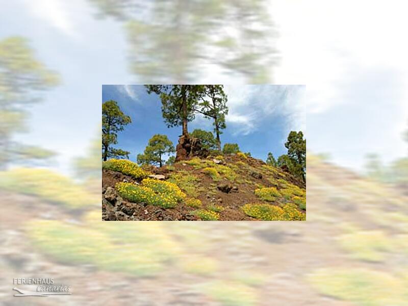 Grüne Naturlandschaft auf Teneriffa
