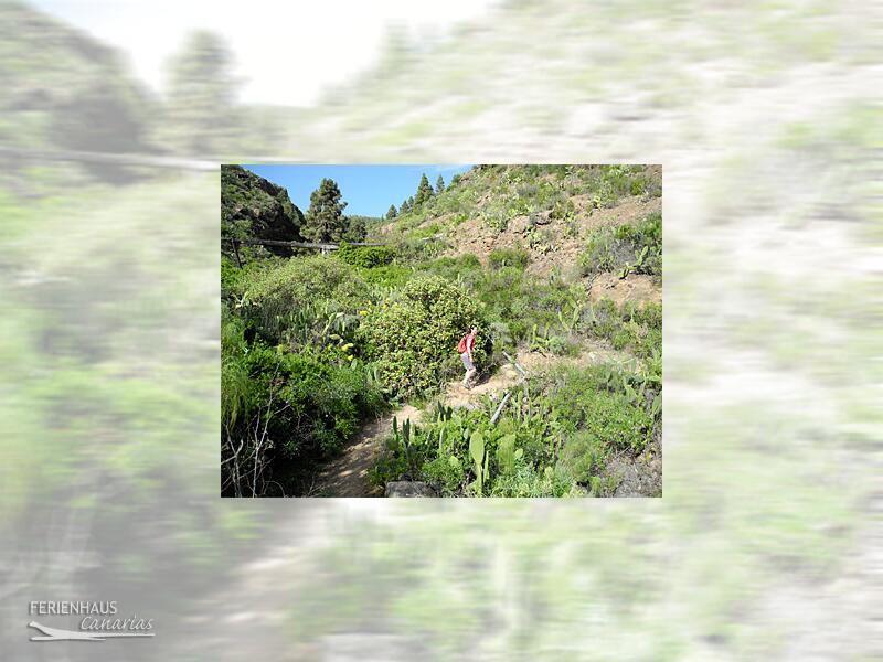 Wanderin auf Teneriffa