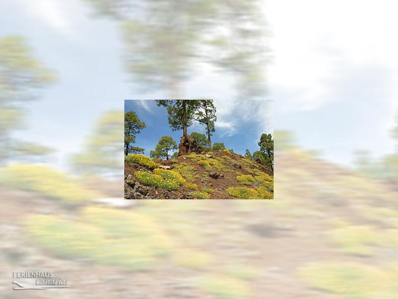 Eine Naturlandschaft auf Teneriffa