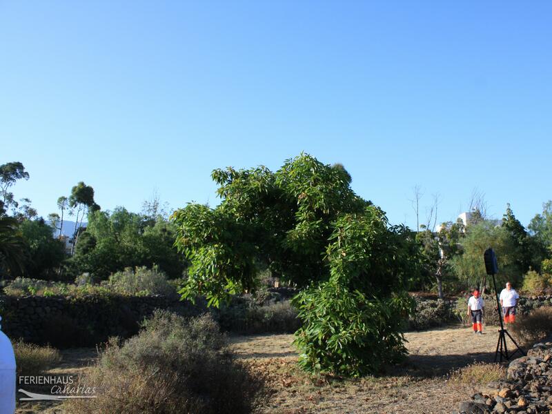 Park - Parque Etnográfico Pirámides de Güímar