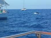 Blick auf einen Delfin Blick auf einen Delfin