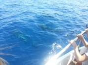 Delfine und Wale Delfine und Wale