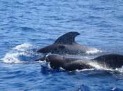 Delfine vor der Küste Teneriffas Delfine vor der Küste Teneriffas