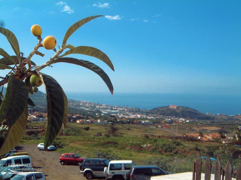 La Orotava Blick La Orotava Blick