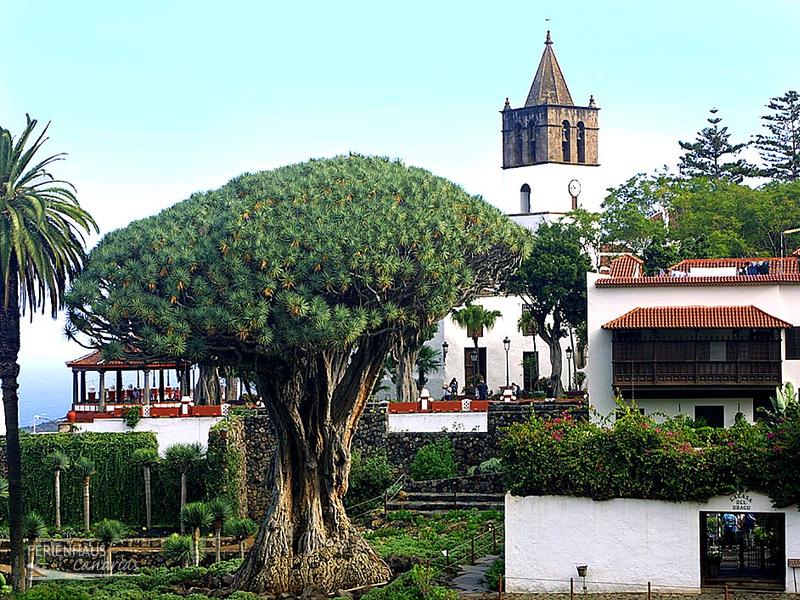 El-Drago-im-Parque-del-Drago El-Drago-im-Parque-del-Drago