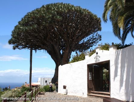 Icod de los Vinos | El Drago: der magische Baum