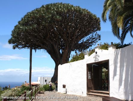 Icod de los Vinos | El Drago: der magische Baum  