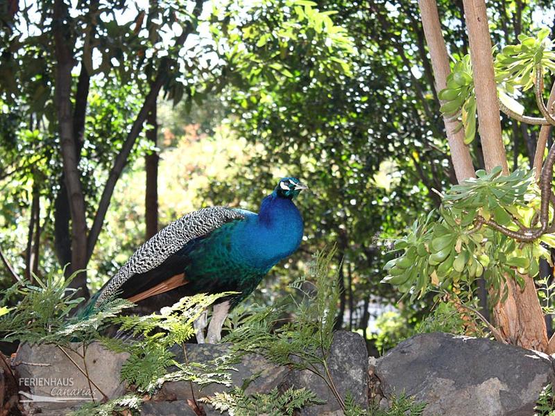 Pfau-im-Wald Pfau-im-Wald