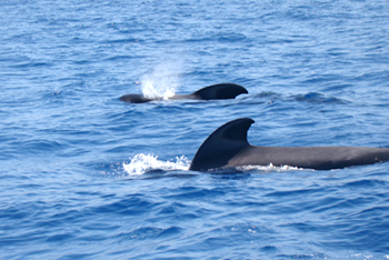 Delfin und Wale beobachten